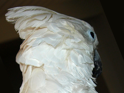 Chad the Umbrella Cockatoo