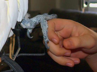 Chad the Umbrella Cockatoo