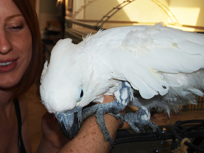 Chad the Umbrella Cockatoo