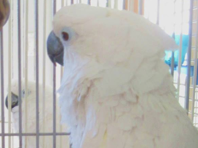 Ella the Umbrella Cockatoo