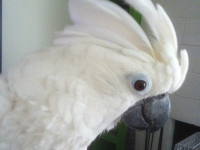 Ella the Umbrella Cockatoo