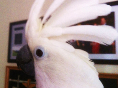 Ella the Umbrella Cockatoo