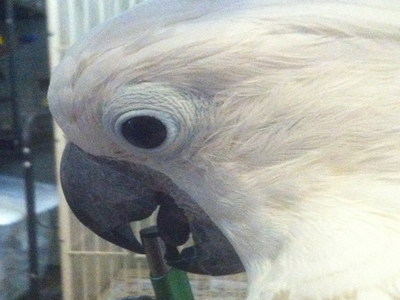 Merlin the Umbrella Cockatoo