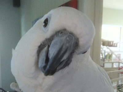 Popcorn the Umbrella Cockatoo