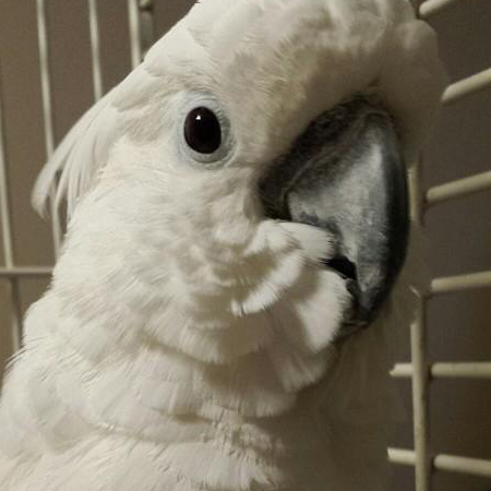 TJ the umbrella cockatoo.