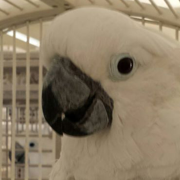 TJ the umbrella cockatoo.