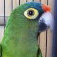 Orange-fronted Parakeet also known as Halfmoon Conures