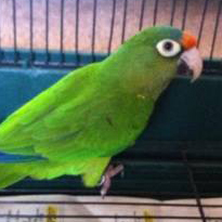 Herschel the Orange-fronted Parakeet also known as Halfmoon Conures