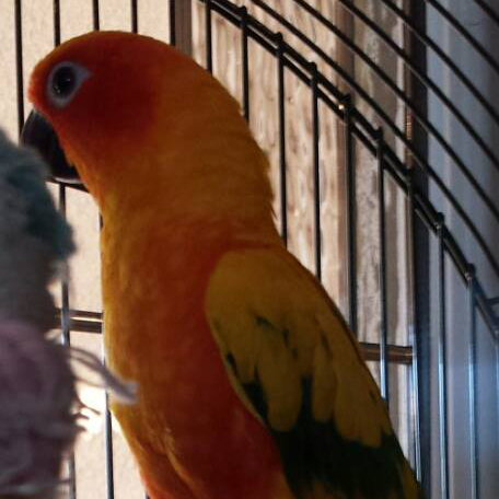 Hugo the male Sun Conure