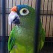 Orange-fronted Parakeet also known as Halfmoon Conures