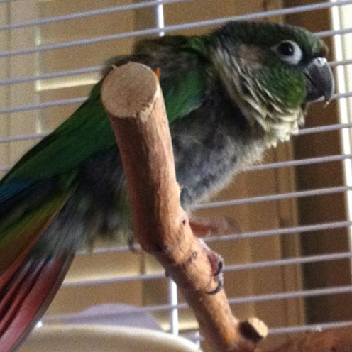 Rico the Green-cheeked Parakeet or Green-cheeked Conure