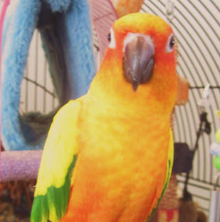 Sonny the Sun Conure.