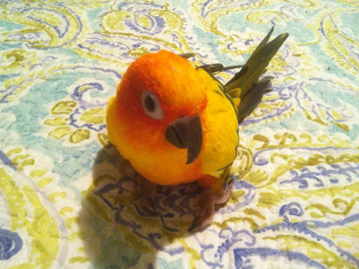 Sunny the Sun Conure
