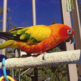 Sunny Boy, the male sun conure.