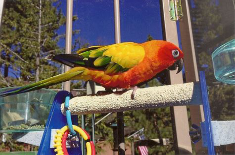 Sunny-Boy the Sun Conure