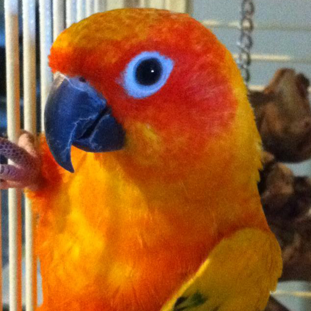 Tequila, the female sun conure.