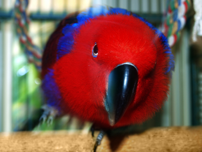 Bella the Eclectus