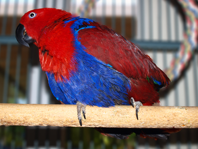 Bella the Eclectus