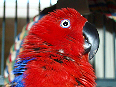 Bella the Eclectus