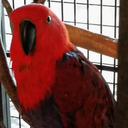 Skittles the female eclectus.