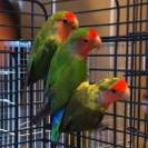 Unique, the lovebird.