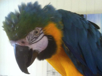 Annie the Blue & Gold Macaw