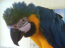 Annie the Blue & Gold Macaw