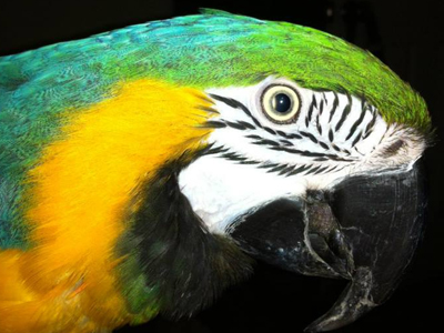 Annie the Blue & Gold Macaw