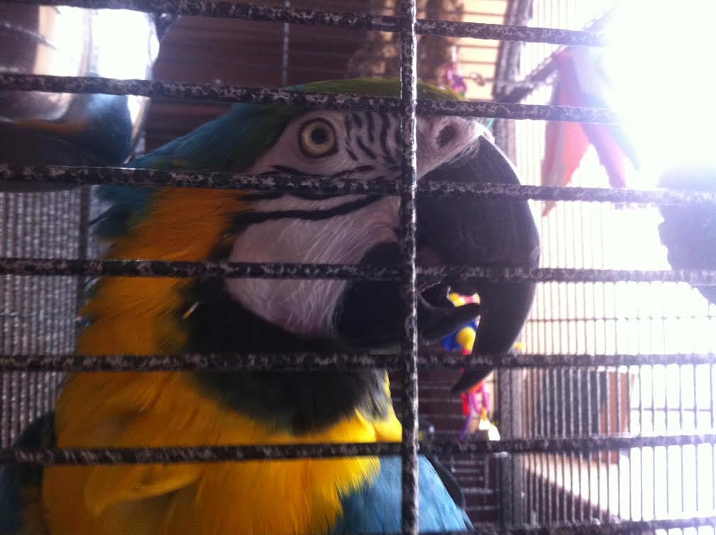 Chicken the Blue and Gold Macaw