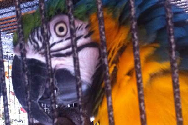 Chicken the Blue & Gold Macaw