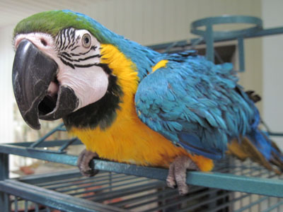 Maraca the Blue & Gold Macaw
