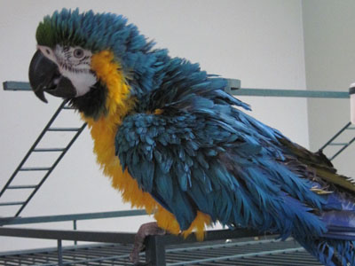 Maraca the Blue & Gold Macaw