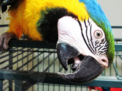 Maraca the Blue & Gold Macaw