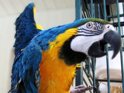 Maraca the Blue & Gold Macaw