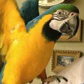 Aja the Blue and Gold Macaw
