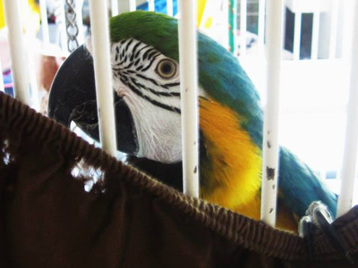 Tizock the Blue & Gold Macaw