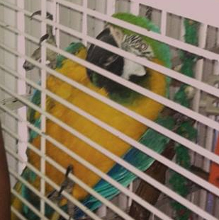 Maraca the Blue and Gold Macaw.