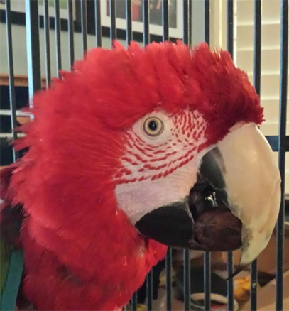 Isaiah the green-wing macaw.