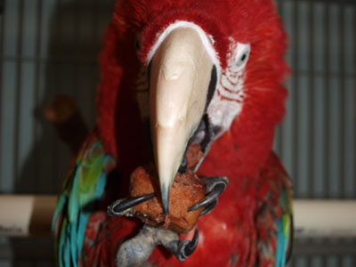 Rikki the Greenwing Macaw