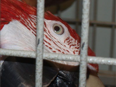 Rikki the Greenwing Macaw