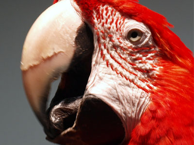 Rikki the Greenwing Macaw