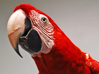 Rikki the Greenwing Macaw
