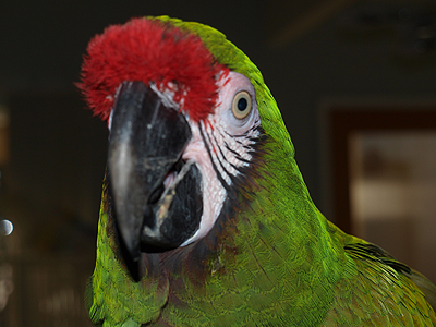 Kelly the Military Macaw
