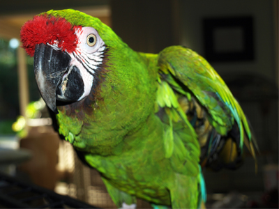 Kelly the Military Macaw