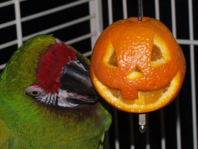 Kelly the Military Macaw