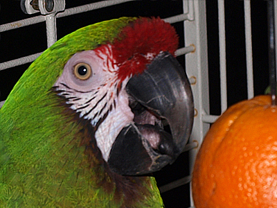 Kelly the Military Macaw