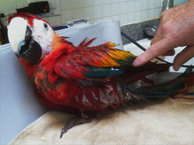 Norman the Scarlet Macaw
