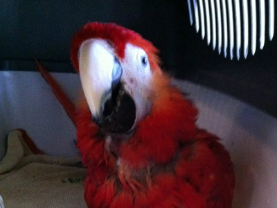 Norman the Scarlet Macaw